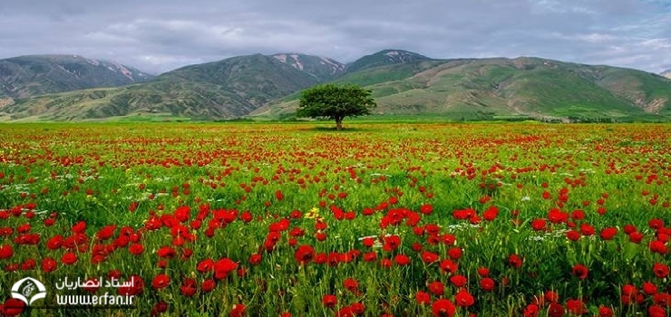 نگاهى ديگر به گوشه ‏اى از آفرينش‏   