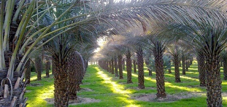حكايت فروش نخلستان و انفاق آن‏